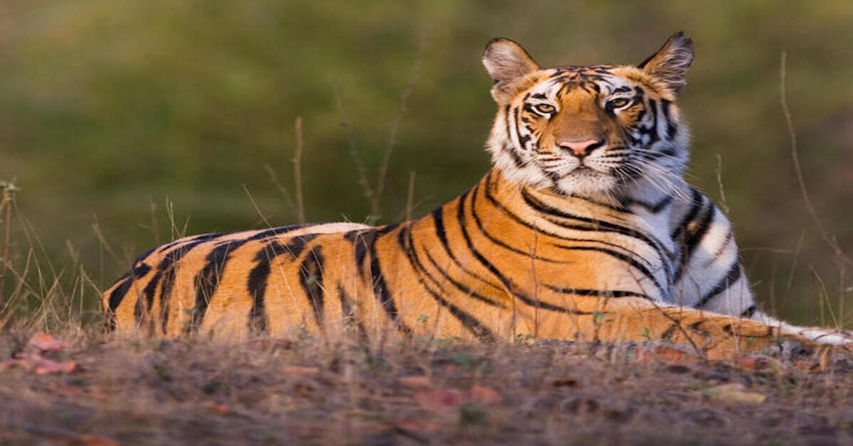 अंतरराष्ट्रीय बाघ दिवस पर गोरखपुर में होगी कार्यशाला