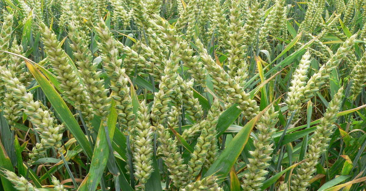 Rabi crops