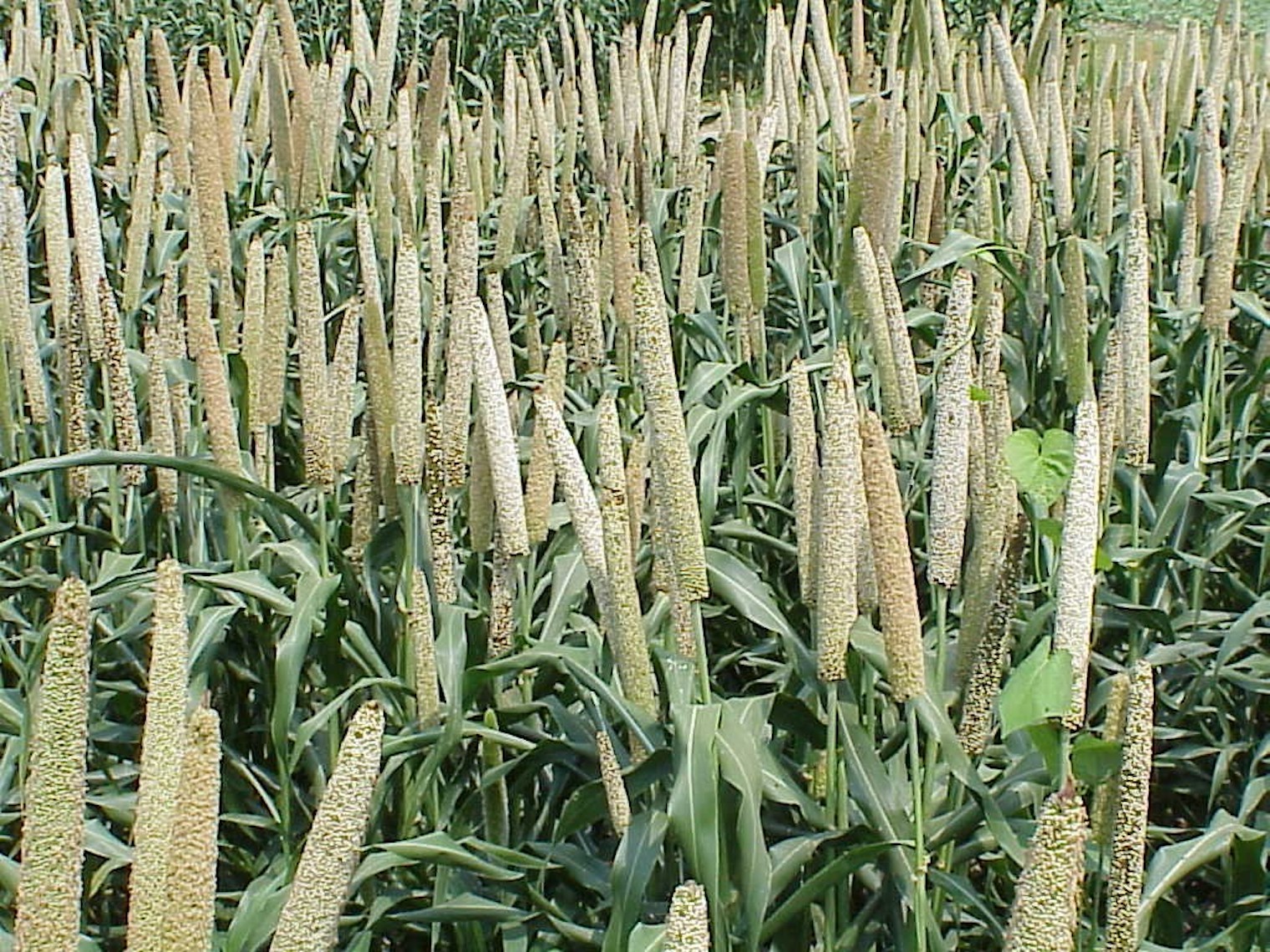 Millet Farming