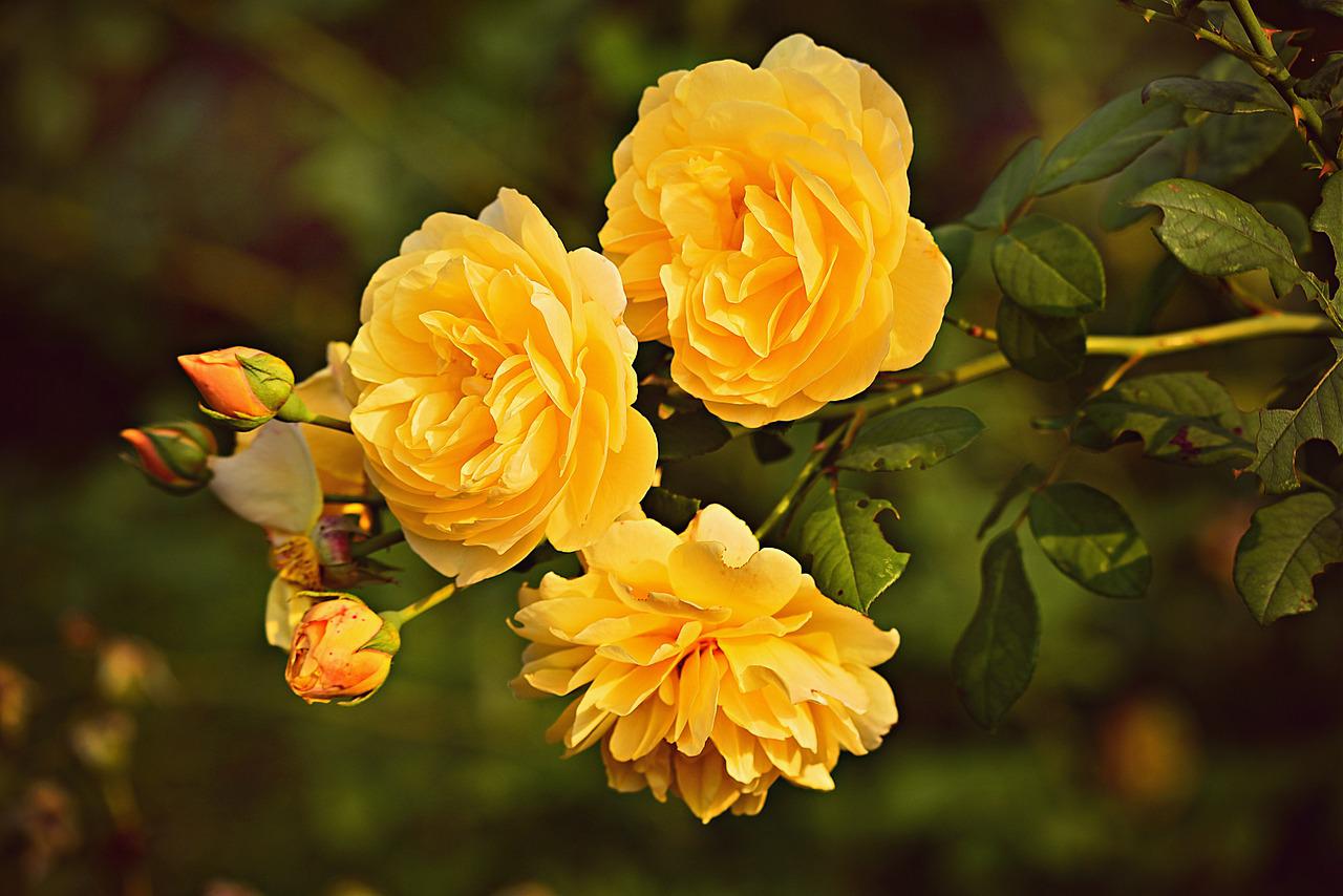 yellow rose Plant