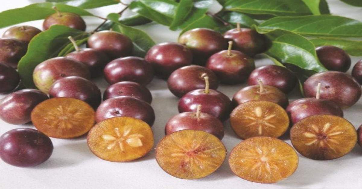 paniyala fruit