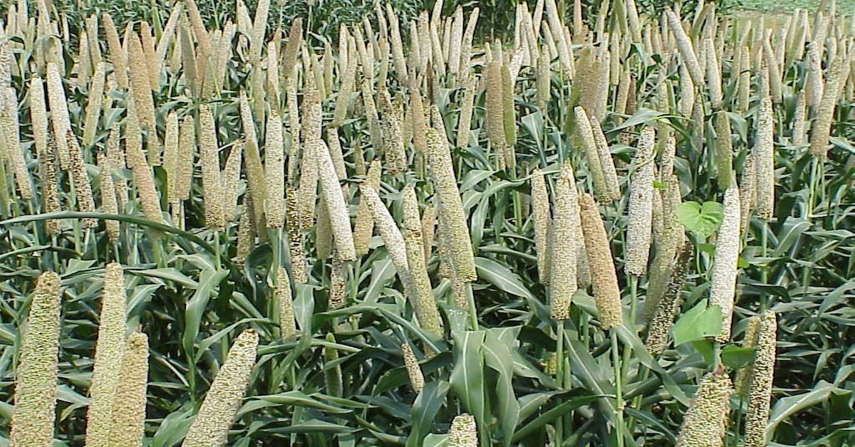 Millet-Farming
