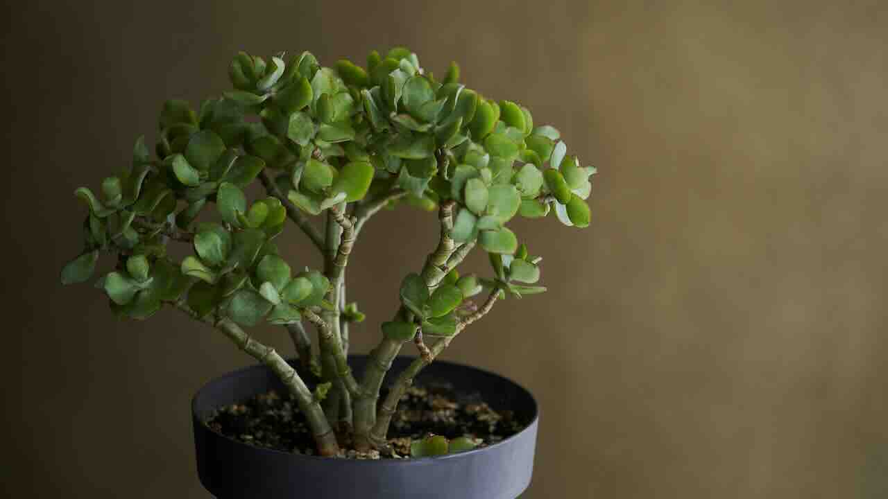 क्रेसुला (Crassula plant): गुडलक देने के साथ आपको स्वस्थ रखेगा यह पौधा
