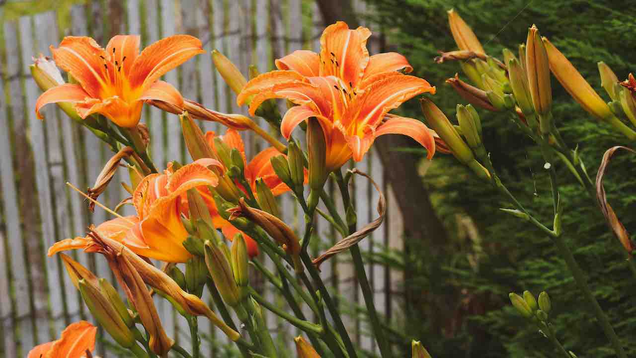 डे लिली (daylilies): खूबसूरत फूलों से भर जाएगा आपका गार्डन