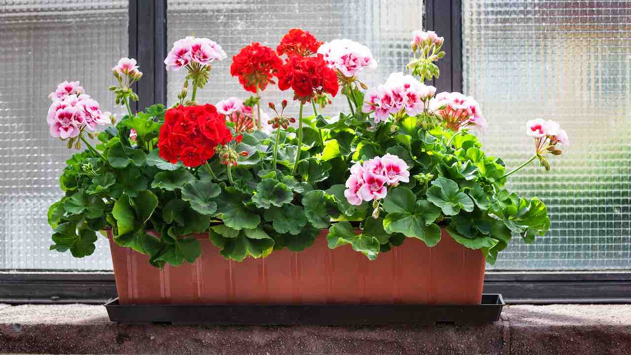 जेरेनियम (geraniums): आपके गार्डेन की सुन्दरता को कई गुना  बढ़ा देंगें ये पौधे