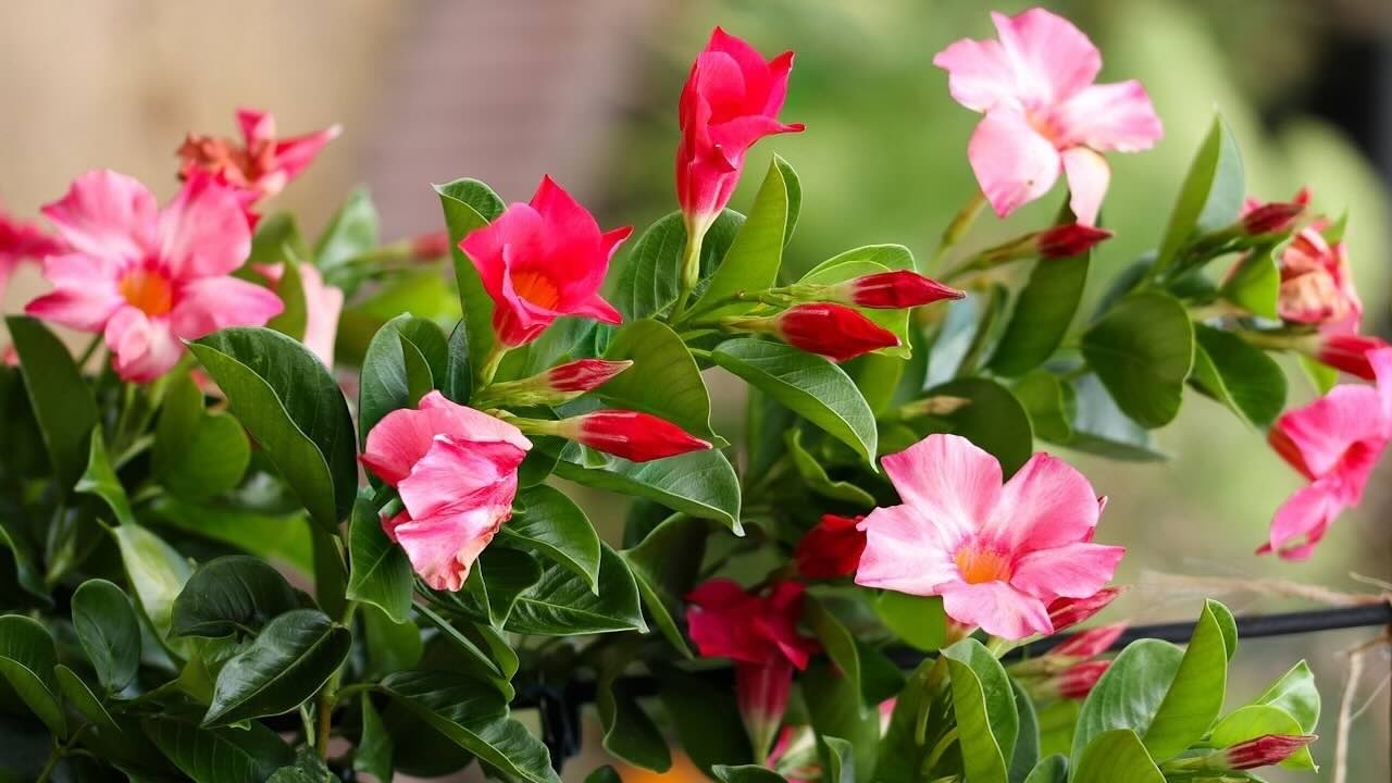 मंडेविला (Mandevilla Plant): रंगीन फूलों के लिए बेहतरीन पसंद है यह पौधा