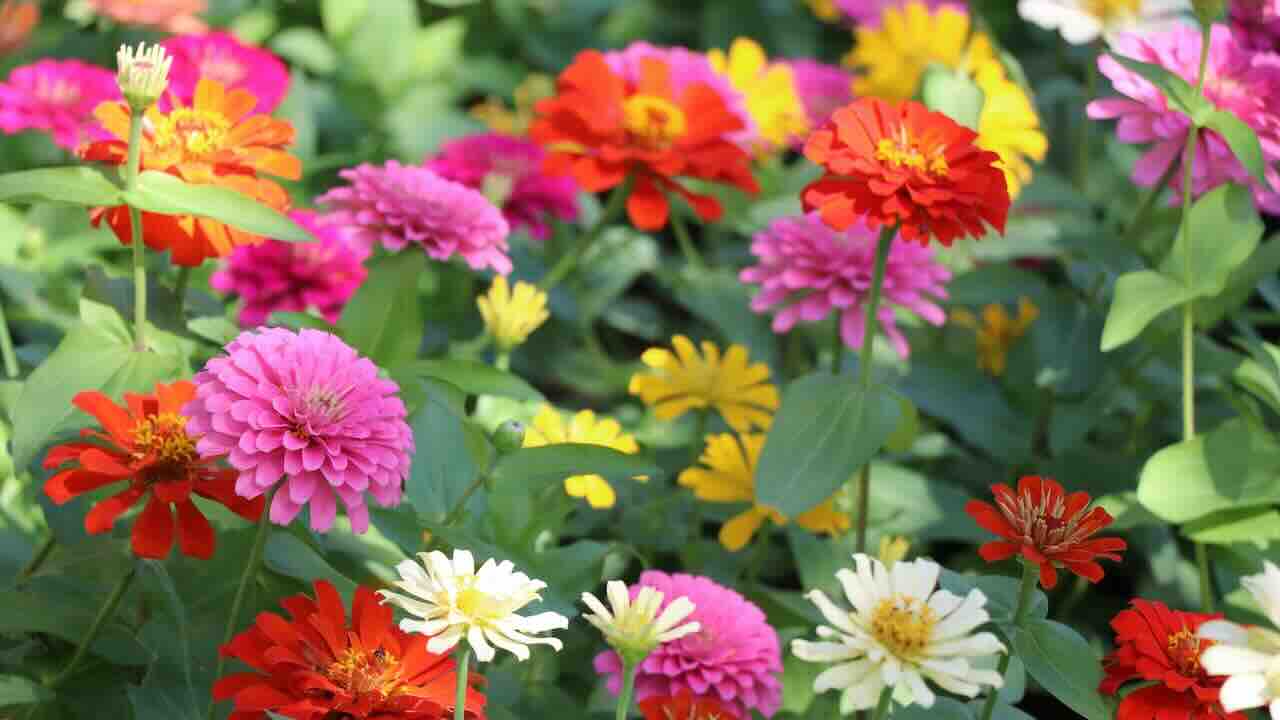 ज़ीनिया (zinnia flowers): रंग बिरंगे फूलों की रौनक होगी आपके गार्डन में