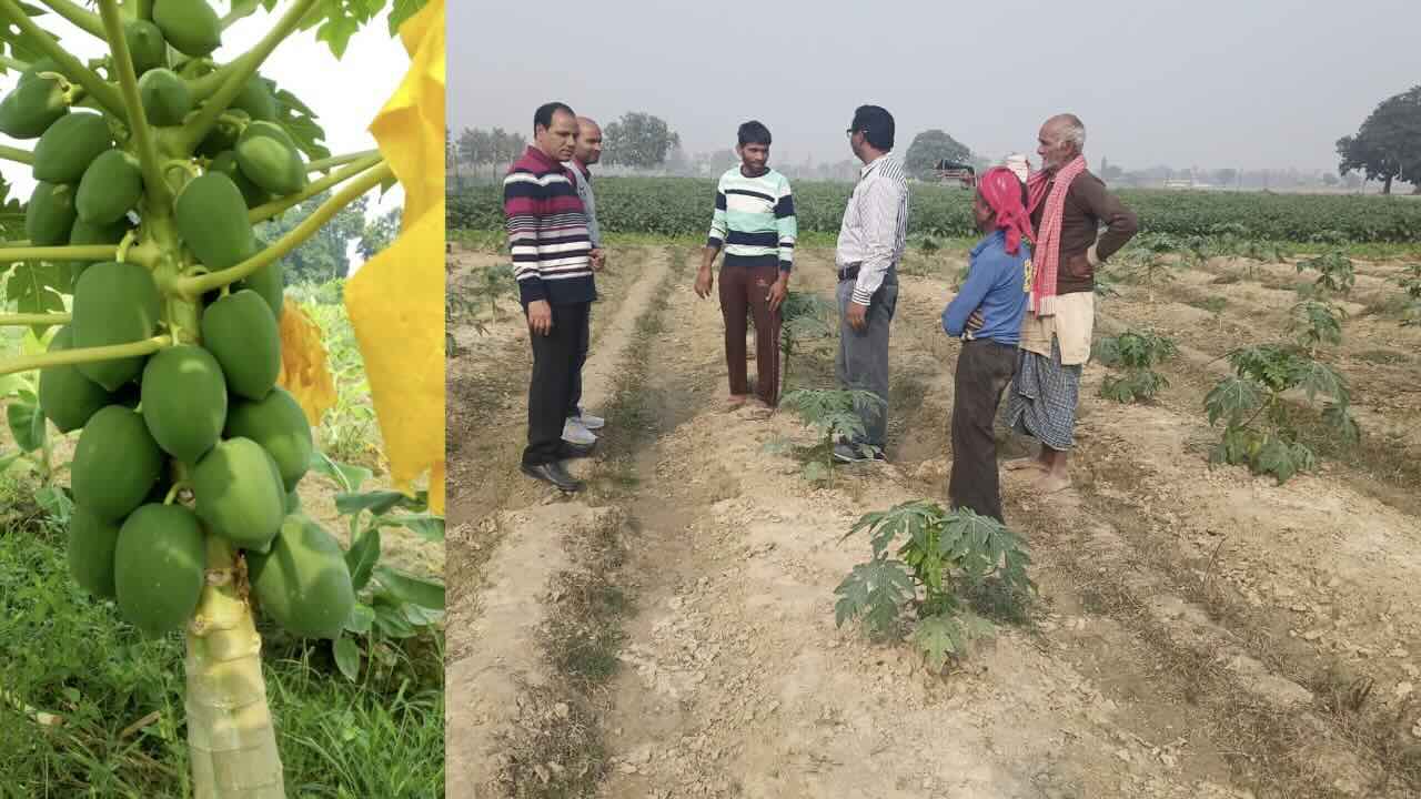 Papaya cultivation initiative taken in Purvanchal